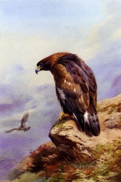  paja Lienzo - Un pájaro del águila real Archibald Thorburn